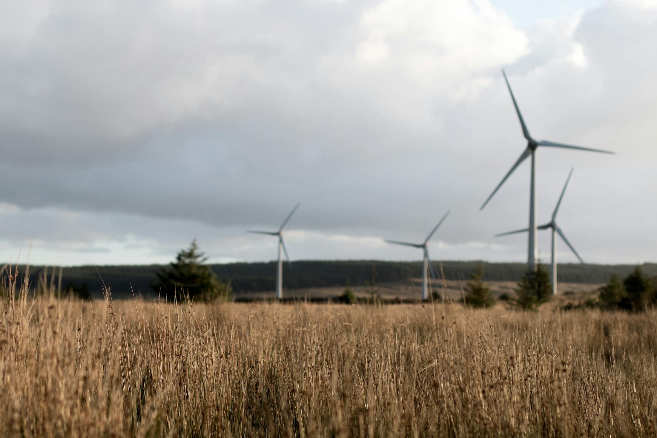 Parco eolico per piattaforma di energia rinnovabile